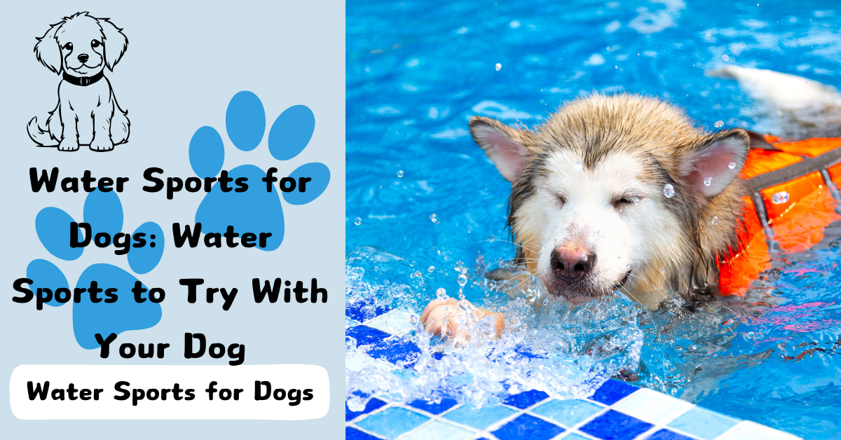Water Sports for Dogs: Water Sports to Try With Your Dog