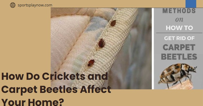 How Do Crickets and Carpet Beetles Affect Your Home?