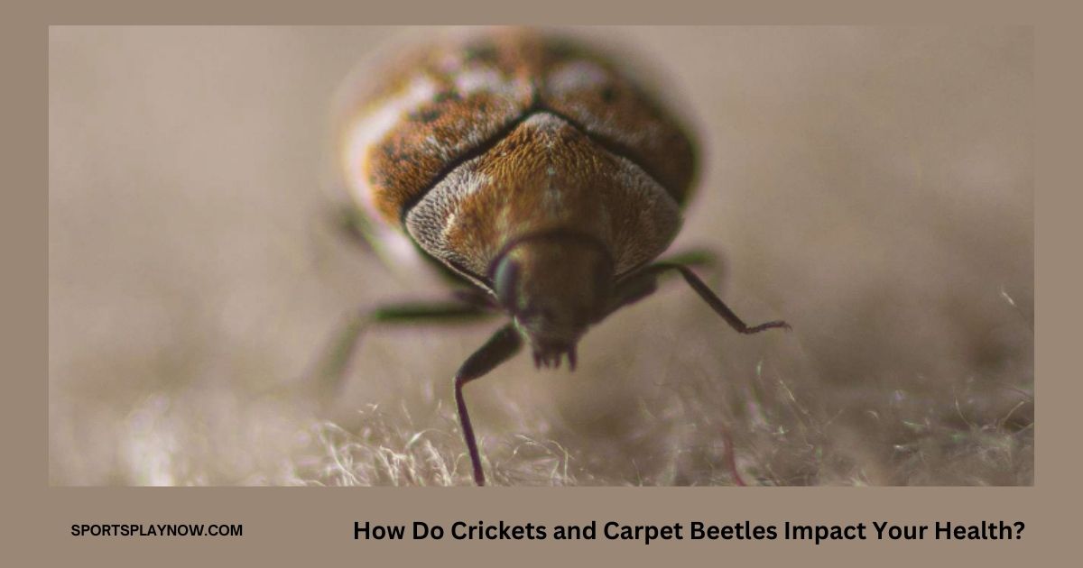 How Do Crickets and Carpet Beetles Impact Your Health?