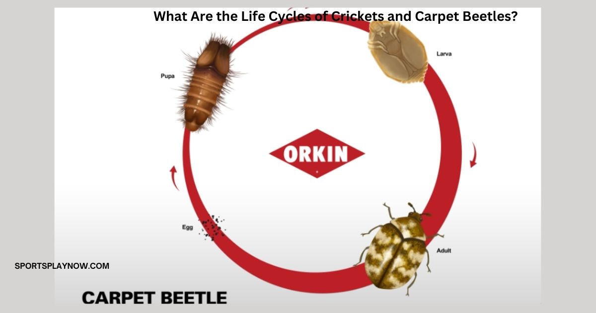 What Are the Life Cycles of Crickets and Carpet Beetles?